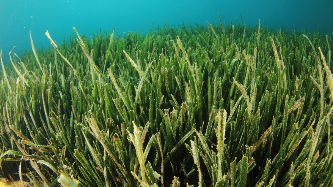 Seagrass