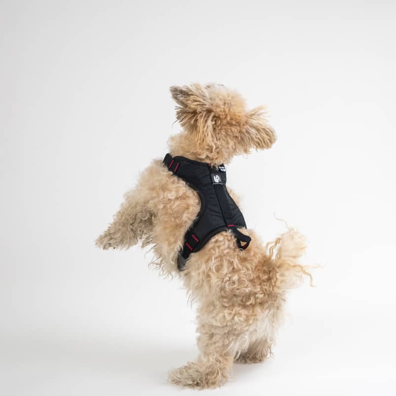 Dog Harness for city dogs CASU3-2