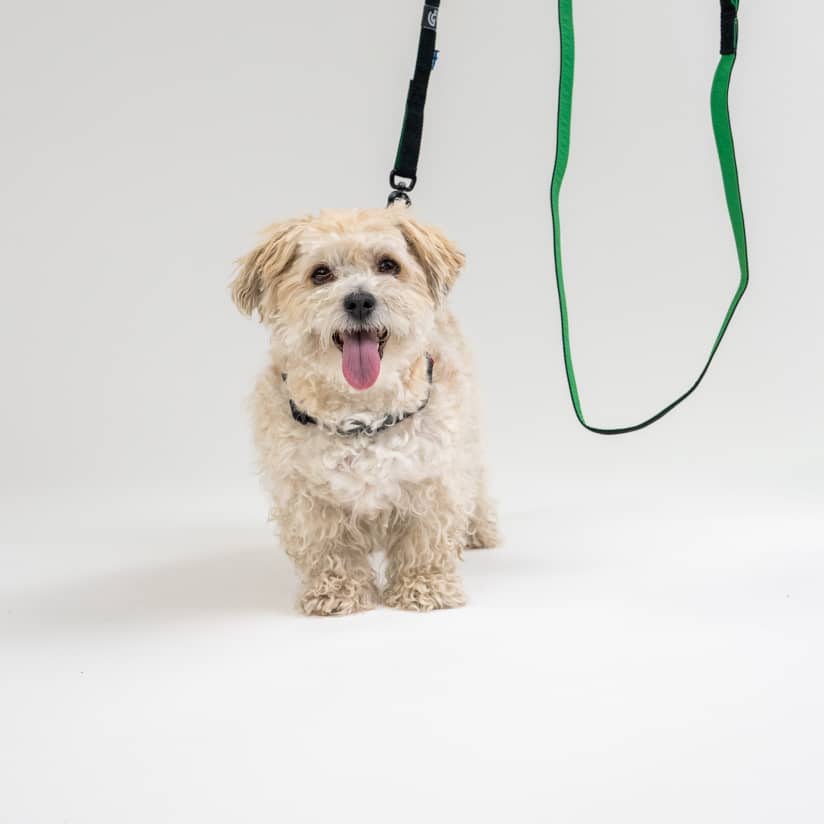 Dog Leash SUSTAINABLE-7